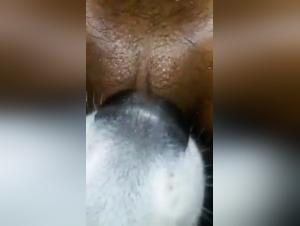 Amateur bestiality video: black female dog and dog