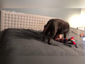 Veronica Silesto : Bestialité sauvage avec chien, orgasmes vidéo