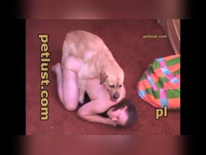 Yellow Labrador and Woman: An Exciting Zoophile Encounter