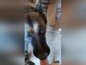 Sex video with obedient dog