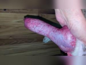 Lactation intense avec un chien - Vidéo de sexe bestialité