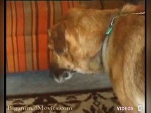 Lonely woman and dog: a bestial encounter