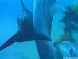 Video: The sex lives of dolphins revealed