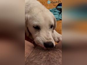 Hunde-Beischlaf - Frauen Video