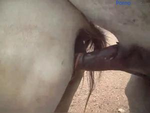 Horse Fucks Woman Extreme Porn