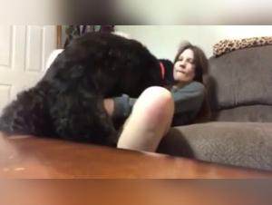 Veterinarian and his dog in a beastly video