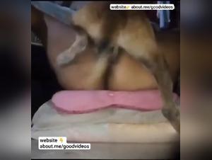 Dog Missionary Fuck