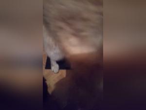 Woman submissive to her dog: a video of extreme zoophilia