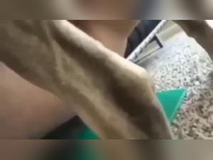 Breaking Boundaries: The Zoobeeg Phenomenon