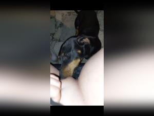 Bestiality: He loves petting his dog