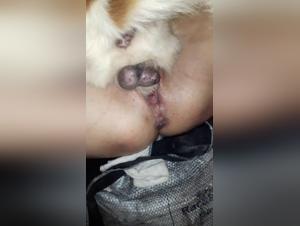 amandora: sexo salvaje con perros, adictivo y extremo