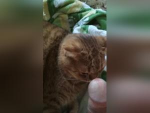 Forbidden meeting with a cat