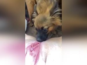 Bitches to be fucked by dogs: Dog Porn and Animal Fuck