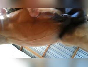 Sexo Animal Extremo: Pute Se Monta con Perro