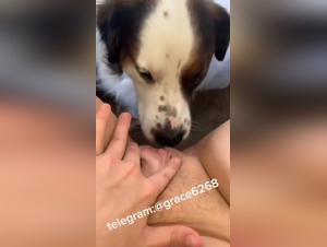 Woman Dog Licking Videos