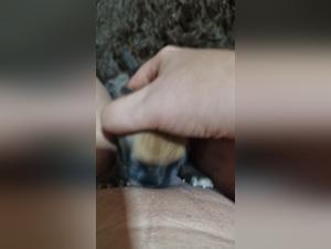 Bestiality Hentai - Pussy Girl with Dogs