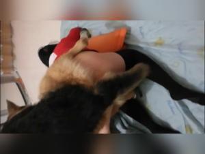 A Forbidden Meeting: Man and Animal