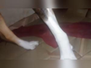 Sexual Encounter Between Teenager and Dog in Zoophilic Porn, Extreme and Naughty Taboo