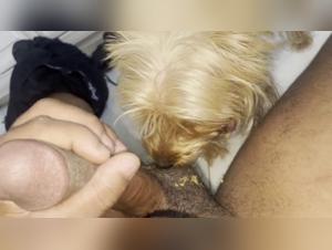 Hungry Yorkshire babe Marci in shocking bestiality scene