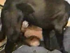bionda cagna fa sesso con cane