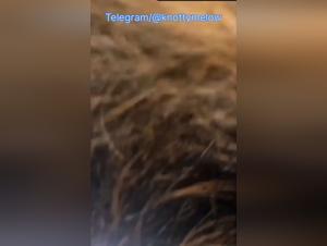 Gute Fickerei mit meinem Hund im Freien