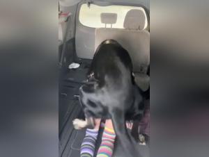 délices interdits : baise chien salope hardcore