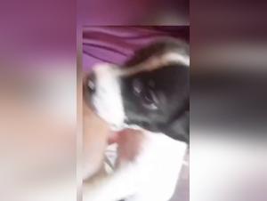 Forbidden Exploration: Dog Sex Videos