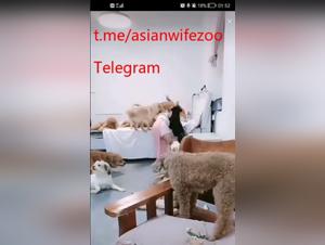 asian wife dominated by dogs