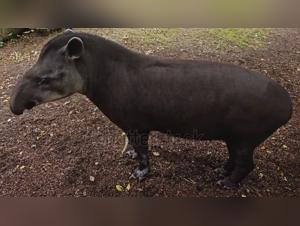 Animal Lust: Unleash Extreme Porn with Dogs & More