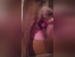 Dog Sex: Bitch Fucked by Her Dog