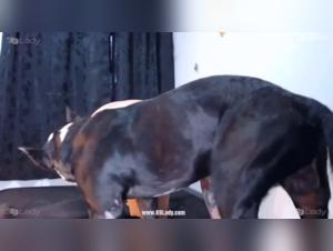 Mariana and her forbidden sin with a dog