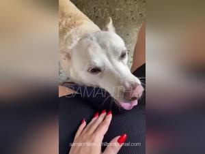 dog in heat beastiality