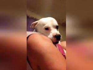 Bestiality Sex Videos with Dog - Amateur Dog 17