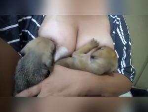 Delving into the Realm of Dog Pornography