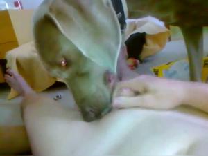 Salope baise chien sauvage 1
