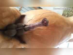 Zoophilia video with a horse with a turgid tail