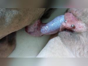 A mistress and her dog in an intense zoophilia video