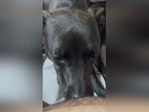 bestialityporn bbw wife