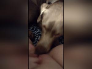 BBW and dog in zoophilia video