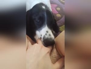 Dog giving cunnilingus to his mistress