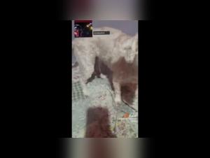 Bestiality with Bob the dog