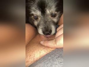 Bestiality: a woman and her dog in a shocking video