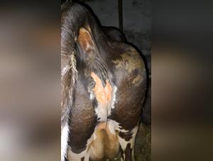 Denise Frazier's Forbidden Beast Encounters