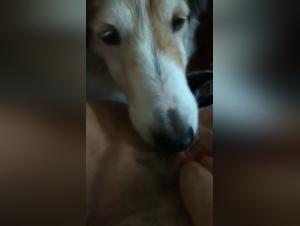 Zoophilia video: a woman and a dog in an intense relationship