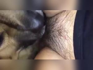Two dogs in intense bestiality sex scene