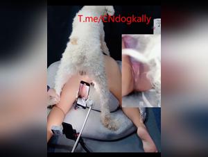 Studio amateur sexo con un perro