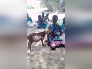 Bestiality Video: Woman Breastfeeding a Lamb