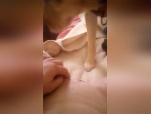 Animal Sex Videos: Experience Bestiality From a New Angle