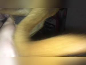 My girlfriend has fun with her dog, a hardcore extreme video porno