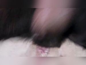Mi Pagina 02 Dog Girl